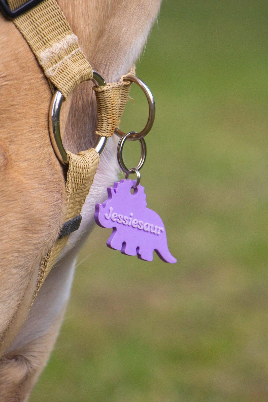 Dinosaur Tag