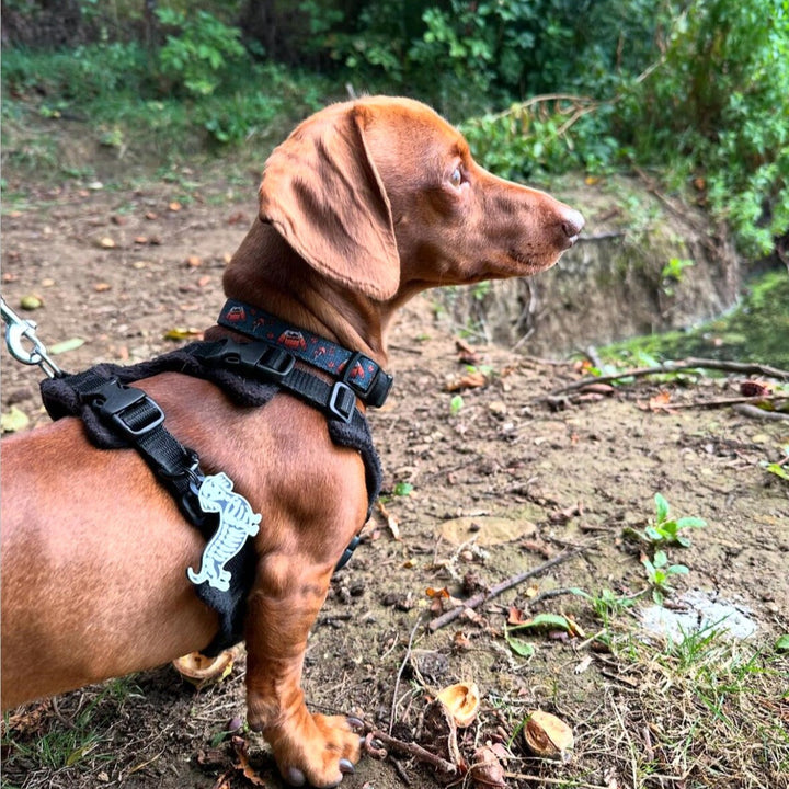Skeledog Tag