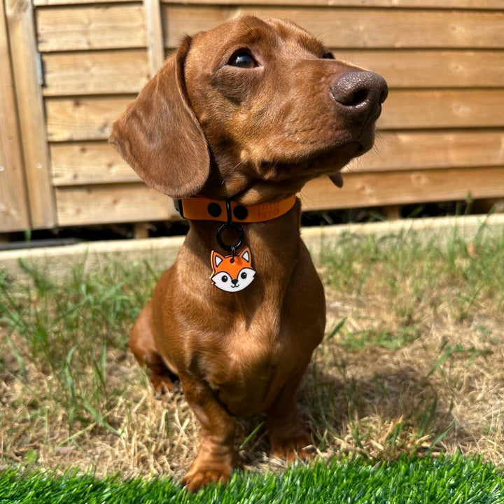 Fox Tag