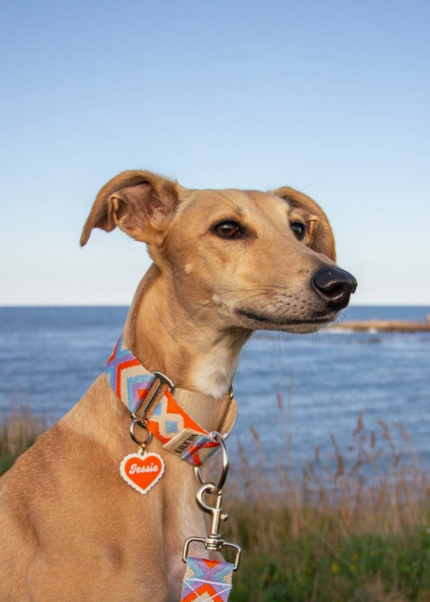 Dog with a colorful collar and leash standing by a body of water.