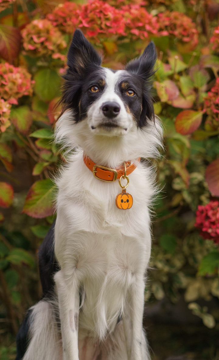 Smart NFC Pumpkin Tag
