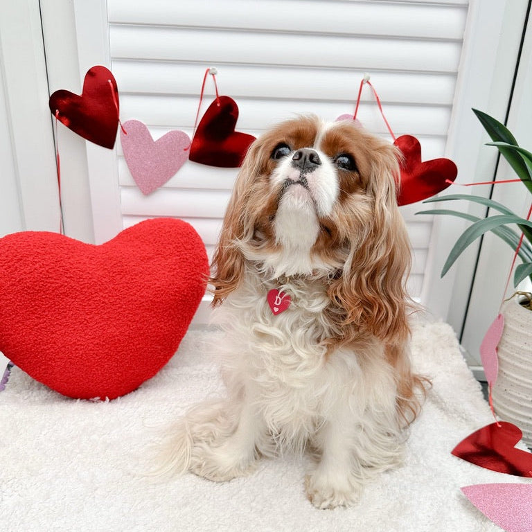 Dog sitting on a white surface with heart-shaped decorations in the background