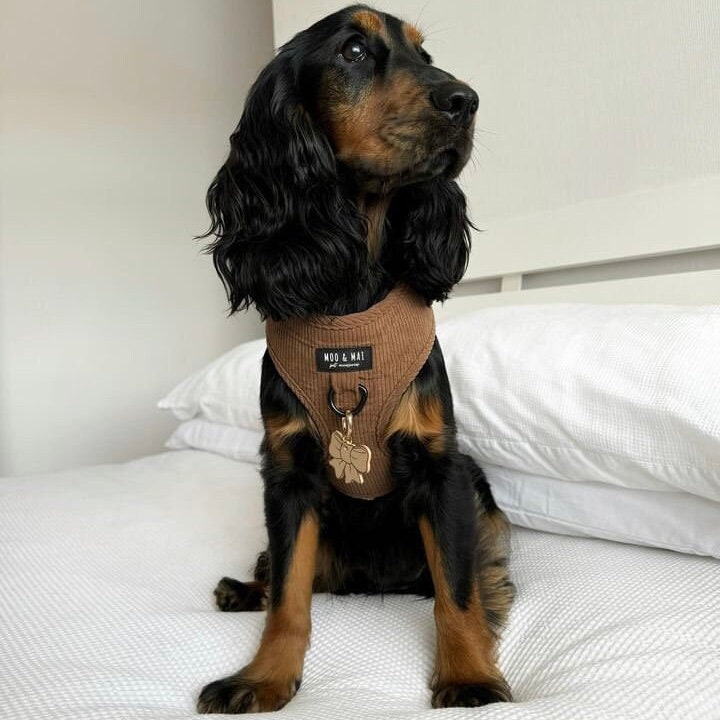 Bow Tag