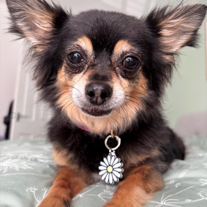 Daisy Tag