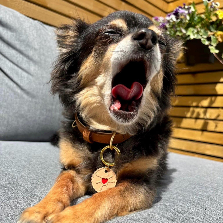 Jammie Biscuit