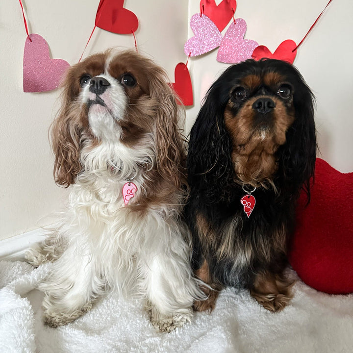 Two dogs sitting together with heart decorations in the background