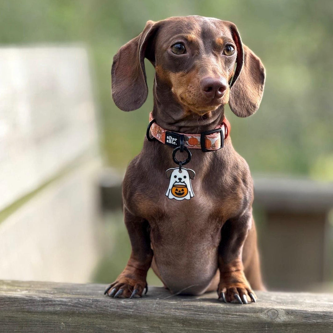 Ghost Dog Tag
