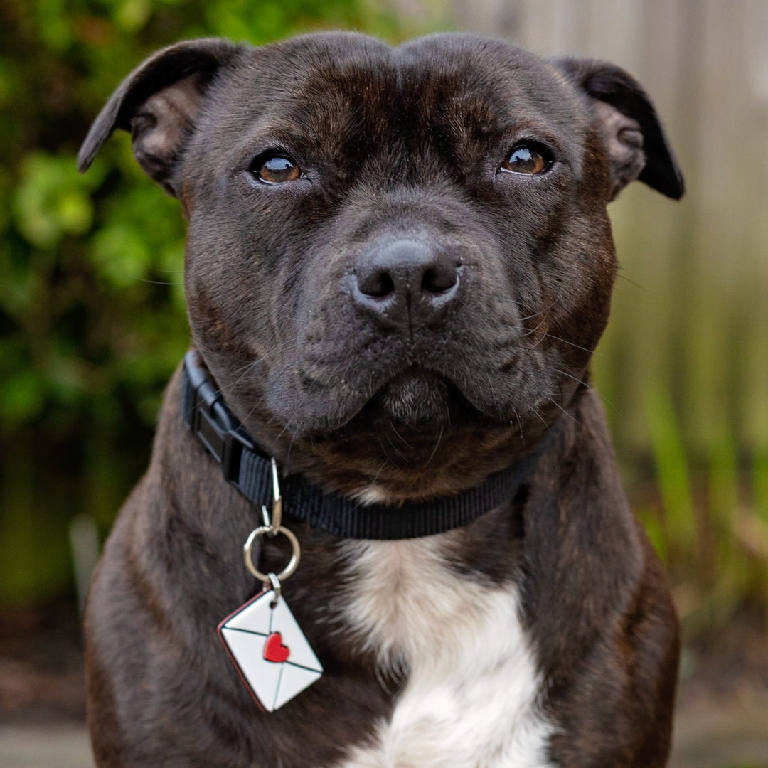 Dog with a collar and tag sitting outdoors