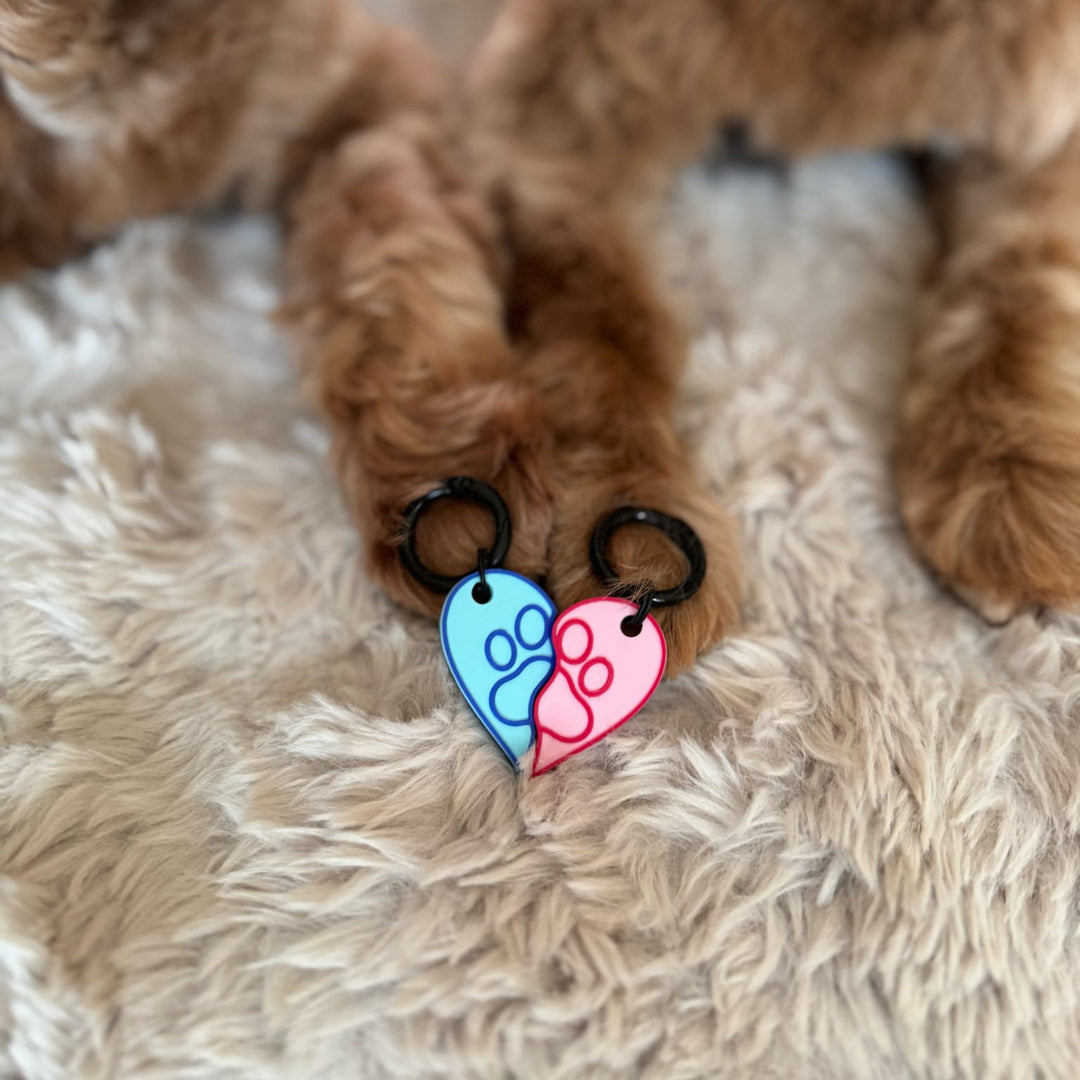 Two dog tags, one blue and one pink, on a fluffy beige surface.