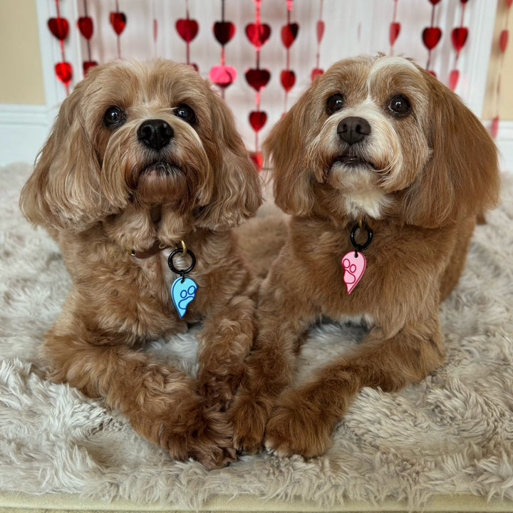 Two brown dogs sitting on a fluffy rug with a heart-patterned curtain in the background.