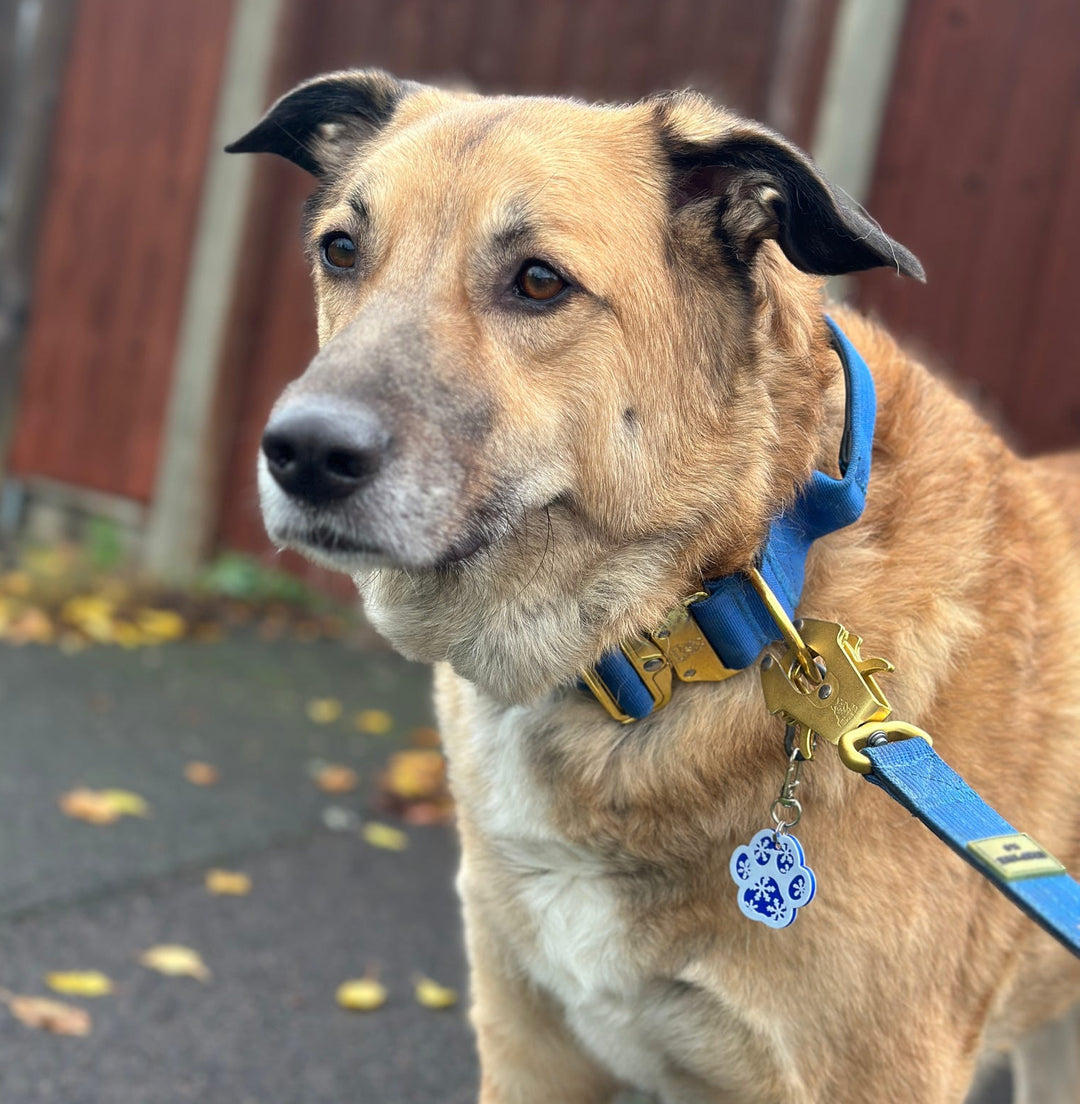 Snowflake Paw Print - Smart NFC Tag