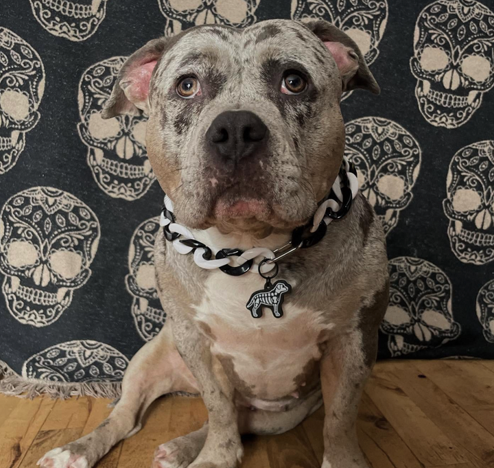 Skeledog Tag