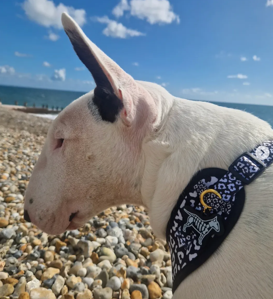 Skeledog Tag