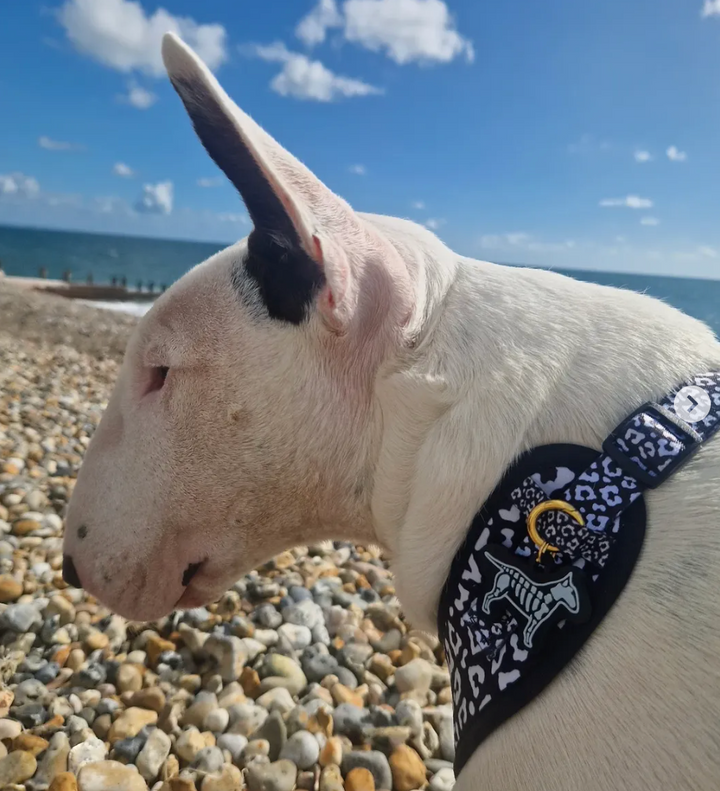 Skeledog Tag