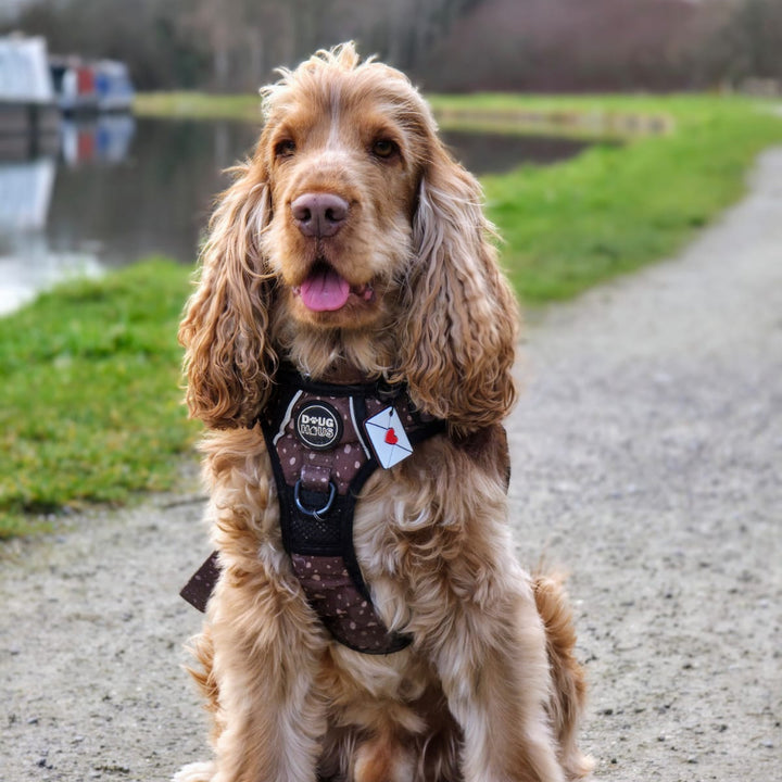 Dog sitting on a path by a water body wearing a harness with a visible brand logo.