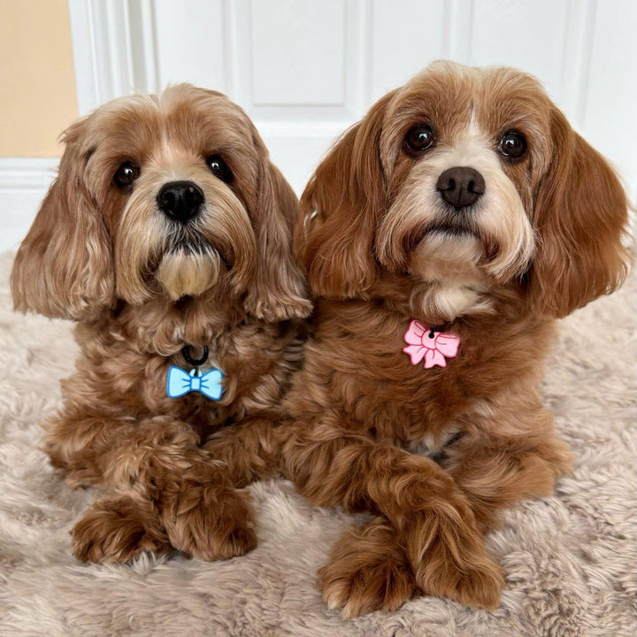 Bowtie Tag