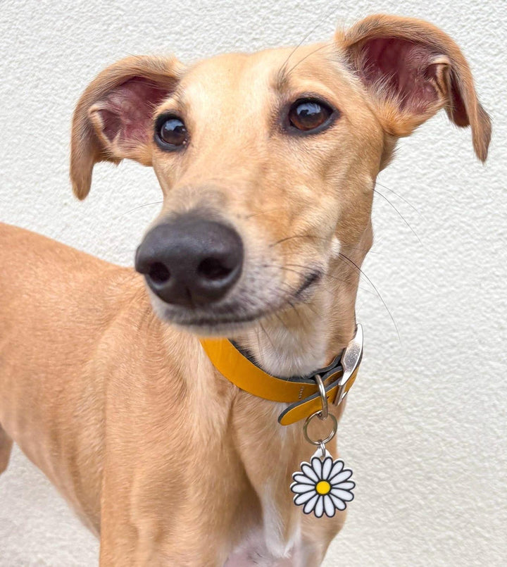 Daisy Tag