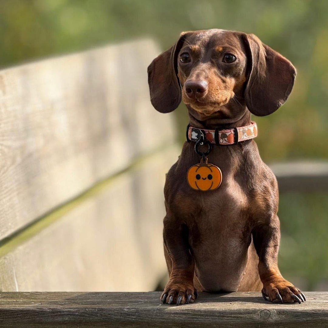 Smart NFC Pumpkin Tag