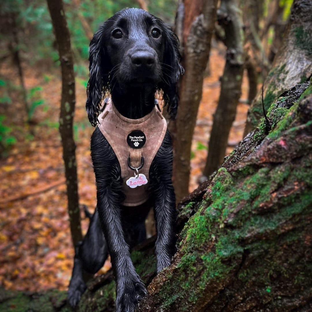 Nimbus Tag