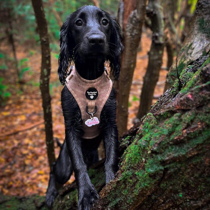 Nimbus Tag